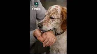 &ldquo;Perch&eacute; il cane ti lecca? La verit&agrave; che pochi conoscono
