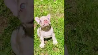 Вы только посмотрите на его глаза 😍😍😍 #dog #exotic #exclusive #exotic #funny