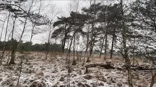 Silent Snowy Morning Walk~Freezing Breeze~No Talking, No Music