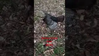 Can&rsquo;t Stop The Flop #caughtoncamera #turkeyseason #cantstoptheflop #wayoflife