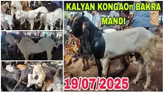 KALYAN KONGAON BAKRA MANDI SATURDAY LIVE UPDATE 19/07/2025