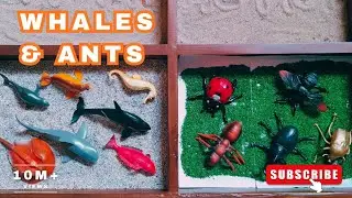 Marine Giants & Tiny Land Creatures | From Whales to Ants