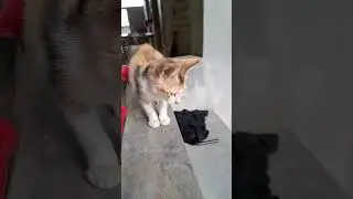 This Kitten Is Too Clingy and Cute! #cat #catvideos #cute #kitten #funnyanimal #shots #cutecat