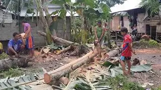 How to Make Coconut Lumber in the Philippines.