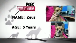 FOX Finders Pet Finder - Zeus