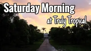 A Saturday Morning at Truly Tropical