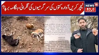 Teachers to Monitor, Report stray Dog Activity? | Teachers Criticize Govt's Order, Violates Dignity