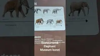 #short#shortvideo#konni#ecotourism#elephantmuseum#konni