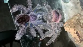 Avicularia sp peru purple (juruensis) pairing \ Авикулярия Перу пурпл спаривание
