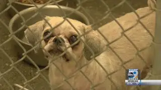 Runaway Pets Increase During July 4th