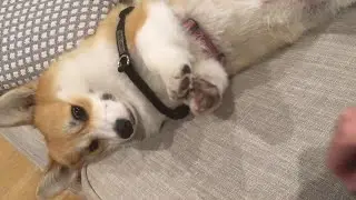 Puppy Dog Begs for Pats || ViralHog