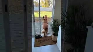 &ldquo;Dog Chases Cat Through the House! 😹🐶 | Total Chaos!&rdquo;