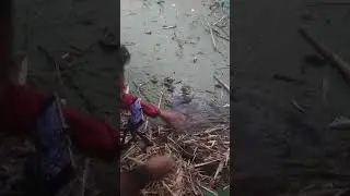 Detik detik kang Agus ngapak mengeksekusi belut Dikolam tua