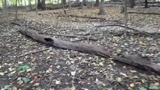 Dobbs Ferry up-close - a tour of the Dobbs Ferry forest, 11/1/18