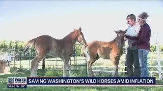 Saving Washington's wild horses amid inflation | FOX 13 Seattle