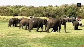 Wild Elephants Bathing with Babies | Kaudulla National Park Sri Lanka 🇱🇰🐘