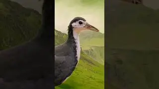 White-breasted waterhen sound |white breasted waterhen #bird