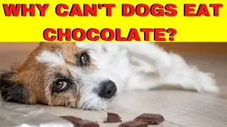Why Can't Dogs Eat Chocolate? Can Chocolate Kill Dogs? Learn the reasons and 5 Tips On How To Avoid