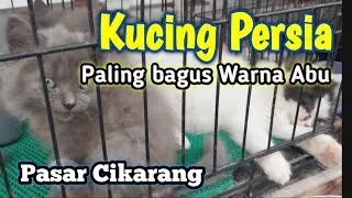 Harga  Kucing di bang oji  ❗Harga Terjangkau Bisa di adopsi 