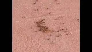 Scorpion Vs Ants - Ants carry away a live Scorpion like pikmin !