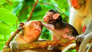 HOW HURT JODY MONKEY PULLING HAIR WITH PUSH BY JAZZY, JODY HURTS SEIZURES