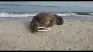 ВПЕРВЫЕ! МОРЖ ПРИПЛЫЛ НА КУРШСКУЮ КОСУ, КАЛИНИНГРАДСКАЯ ОБЛАСТЬ! 😳🌊