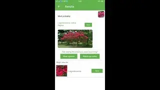 PlantSnap identifies a Phylica (Lagerstroemia indica)