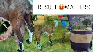 Ayurvedic feed formula for milk production in cattle || DOE MILK BOOSTER LIVE MILKING RESULT