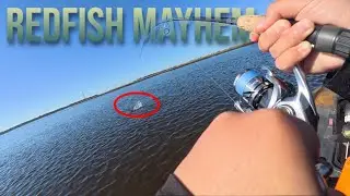 REDFISH MAYHEM! (Clapboard Creek Fishing)