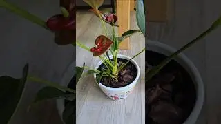help me save this #anthurium 💚 #houseplants #plantrescue #hope