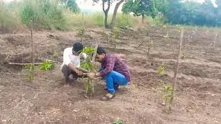 First stage Mango plant Pruning