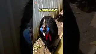 world's most dangerous bird |  cassowary bird | #shorts #facts