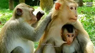 Mommy Rose Always Show Her Baby Monkey Rex to Know His Real Papa King Mak,Rex Reaction With His Papa