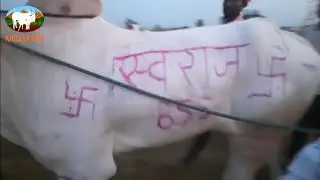 हिंद केसरी कोरेगाव मैदान 2025 / बैलगाडी शर्यत  / khillar cow