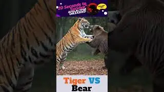 🐯 Tiger vs. Bear 🐻 - Epic Animal Showdown!