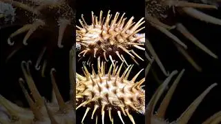 Burning Siberian Cocklebur in Macro #shorts