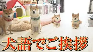 飼い主が「おはよう」と言うと、犬語で「おはよう」と返す末っ子柴犬が可愛い。