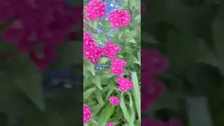 Pink Flowers Blue Crystal Shards #pinkflowers #georgiaokeeffe  #fairyliberationfront 6-7-25 7:32 pm