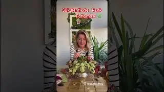 SUKULENTLER🌿#trendingshorts#sukulent#succulent#youtubeshorts#hediye#bahar#spring#gift#shortsvideo