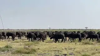 Interpretation on the buffalo movement patterns in Botswana! #greatkalahari 