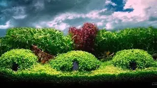 Planted Aquarium | Guppies | Hobbit Town