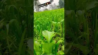 farmer status kisan attitude #agriculture #khetibadi #farmerlife #trending #viral #video ‼️