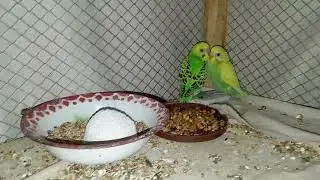 Australian Budgies Breeder Pair Beautiful Kids Budgies MashaAllah &hearts;️