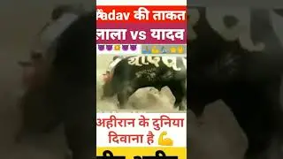 yadav new status!! yadav new song!! #ahiran #yadav #ahir #yadauvansi.