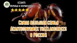 Муравьи - гномы. Acanthomyrmex thailadensis - переезд #большая_семья