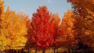 Typical American Road Lined With Trees Fall Foliage With Yellow Orange Leaves Washington State [USA]