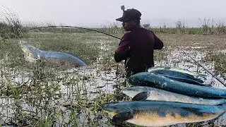 Mega Size #Snakehead attack. Best  technique to catch snake head #fishing #monster