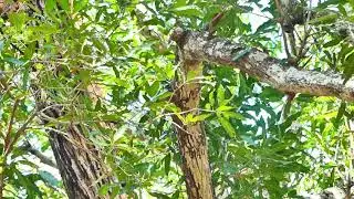 ដើមស្វាយព្រៃ ۔| Wild Mango Tree| Deum SvayPrey Plants|