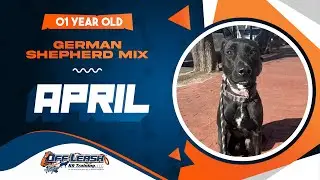 German shepherd mix || 1 year old || April || Best Dog Trainers in VA