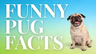 7 Funny Pug Facts